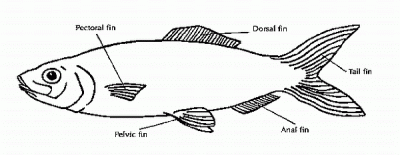 Fish Fins