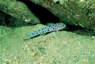 Leopard-spotted goby