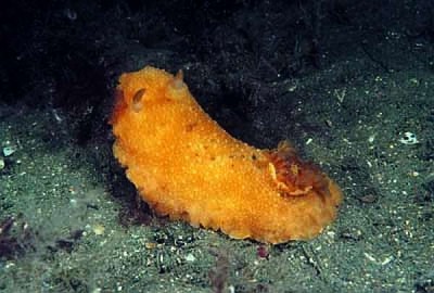 Sea Lemon Sea Slug