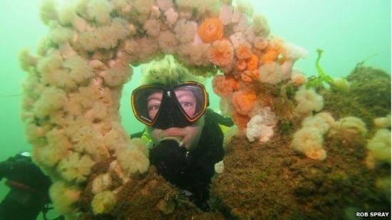 Ancient Forest unveiled off1