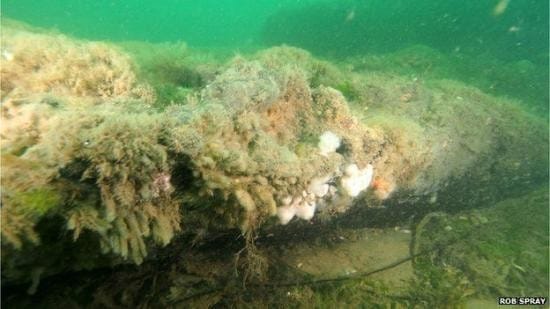 Ancient Forest unveiled off2