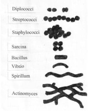 Bacterial Cell Shapes