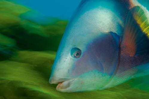 Blue Haven NZ Wrasse
