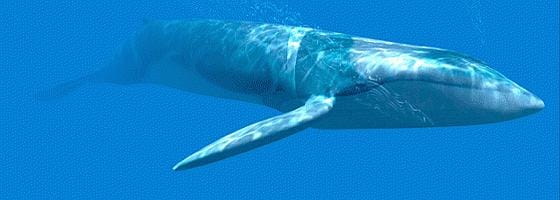 Blue Whale