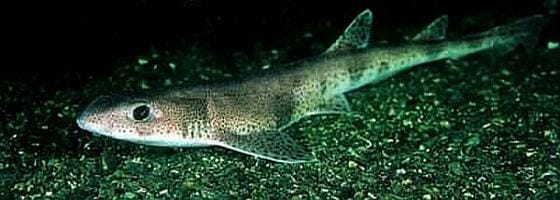 Dogfish
