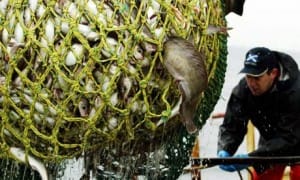 The UK’s fishing fleet comprises about 11,800 jobs.