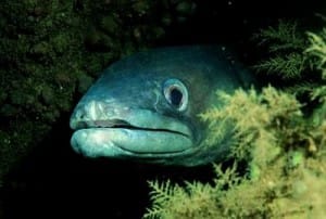 Conger eel