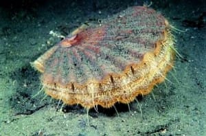 A Great Scallop