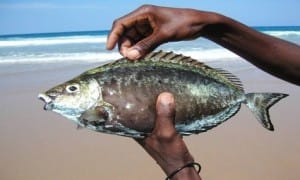 NEF Fish Dependence update