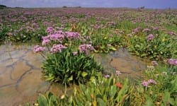 Sea lavender on Norfolk coastal salt marsh Sea lavender on Norfolk coastal salt marsh