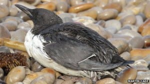 Seabird overed with oil