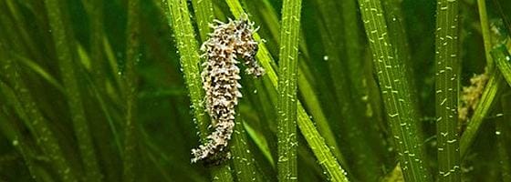 Seahorse