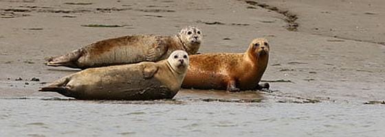 Seals