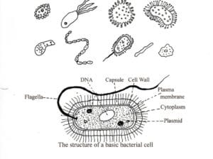 Structure of Bacteria